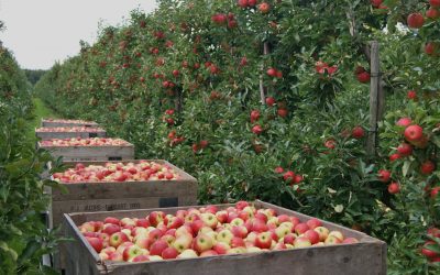 NIeuwe oogst appels en peren